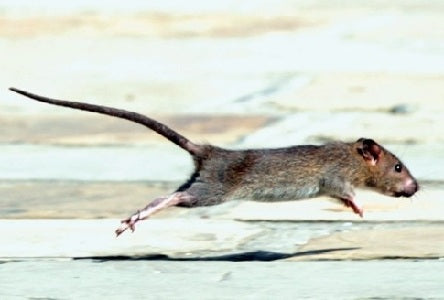 Piller gjorde råttor 50% uthålligare