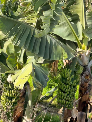 Öluff med cykel, Kanarieöarna 15-24 januari 2027